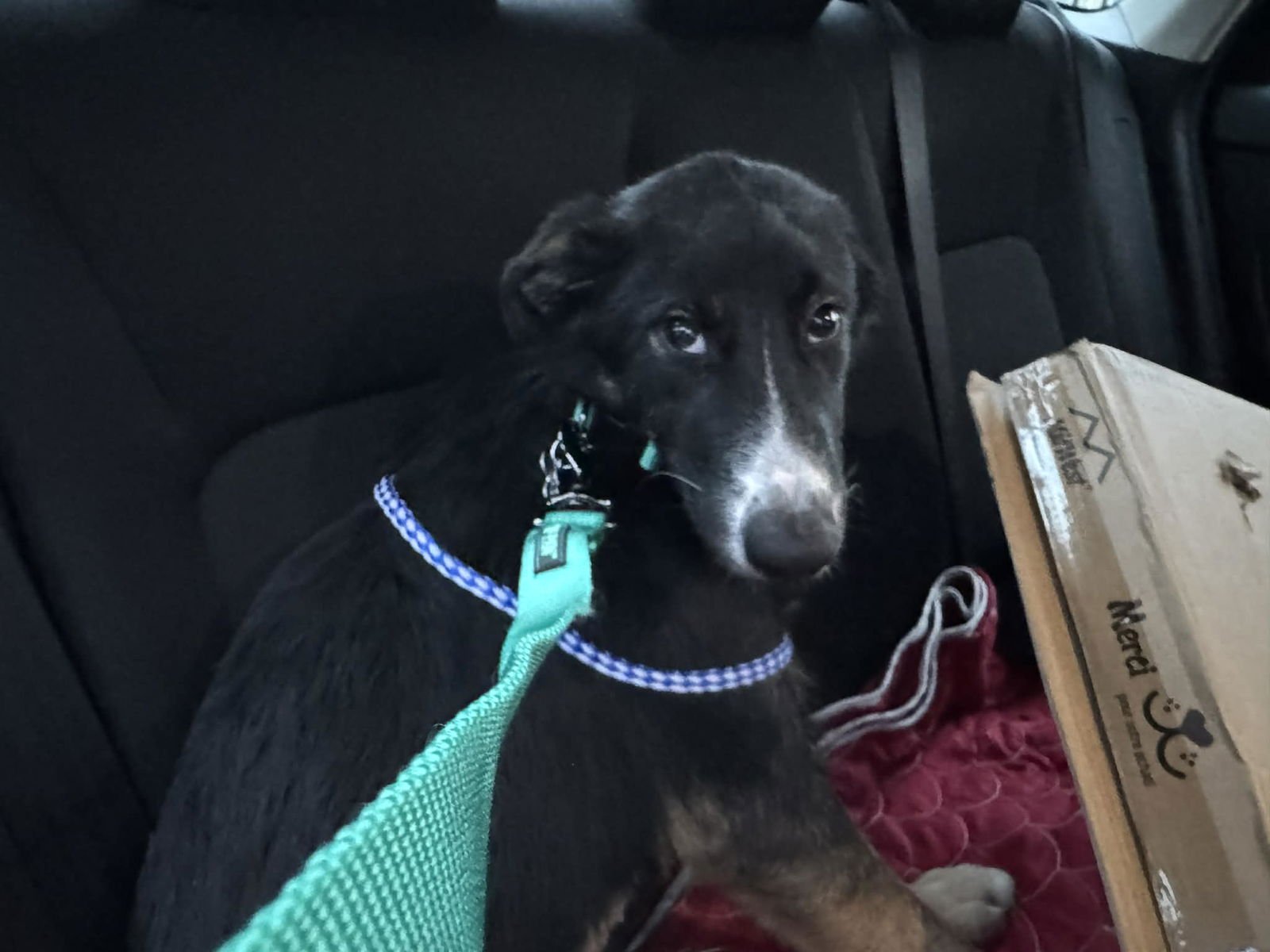 MIDNIGHT - Shepherd available for adoption