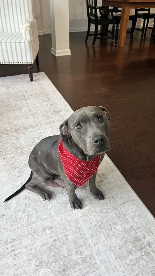 CORA - American Pit Bull Terrier available for adoption