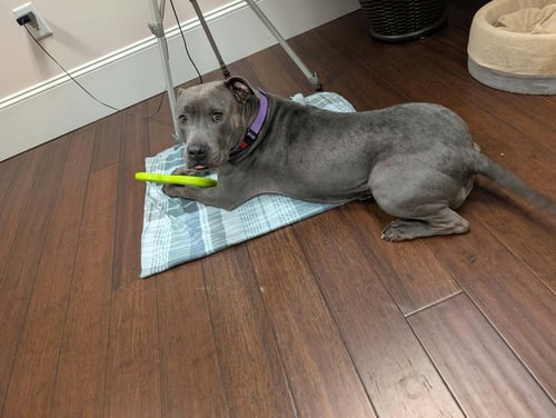 CORA - American Pit Bull Terrier / Staffordshire Bull Terrier available for adoption