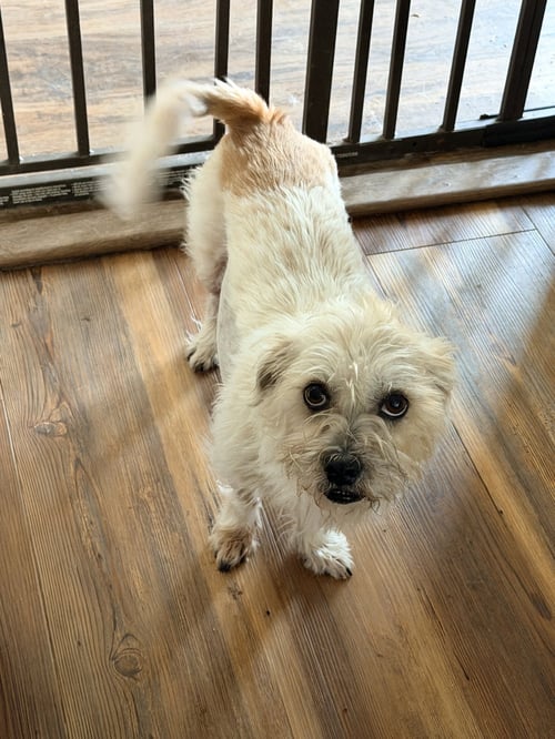 PRINCESS - Terrier available for adoption