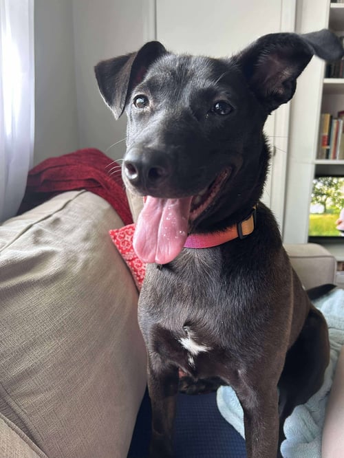 SEPPIA - Labrador Retriever / Hound available for adoption