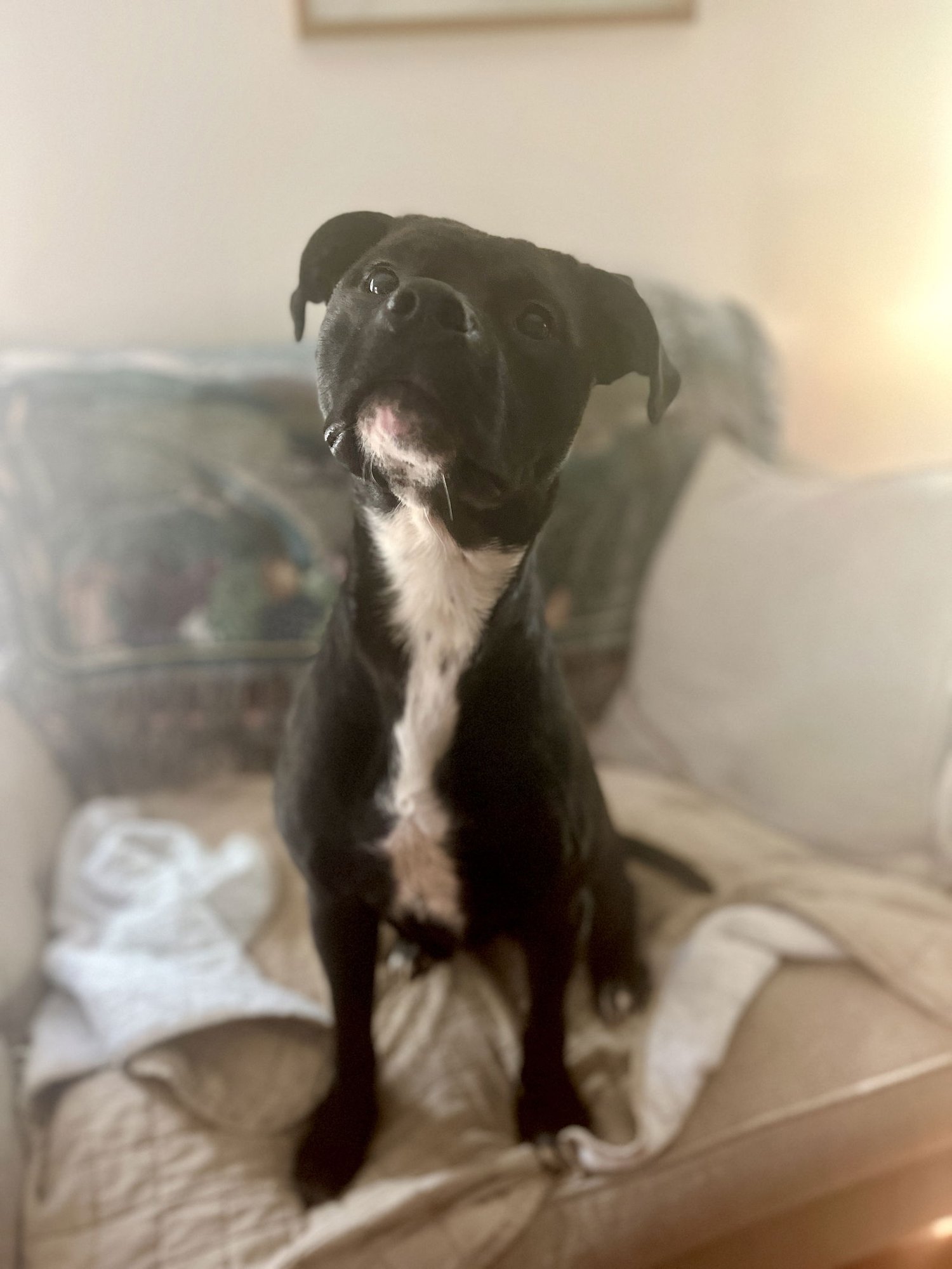 RAELYN - American Staffordshire Terrier / Rottweiler available for adoption