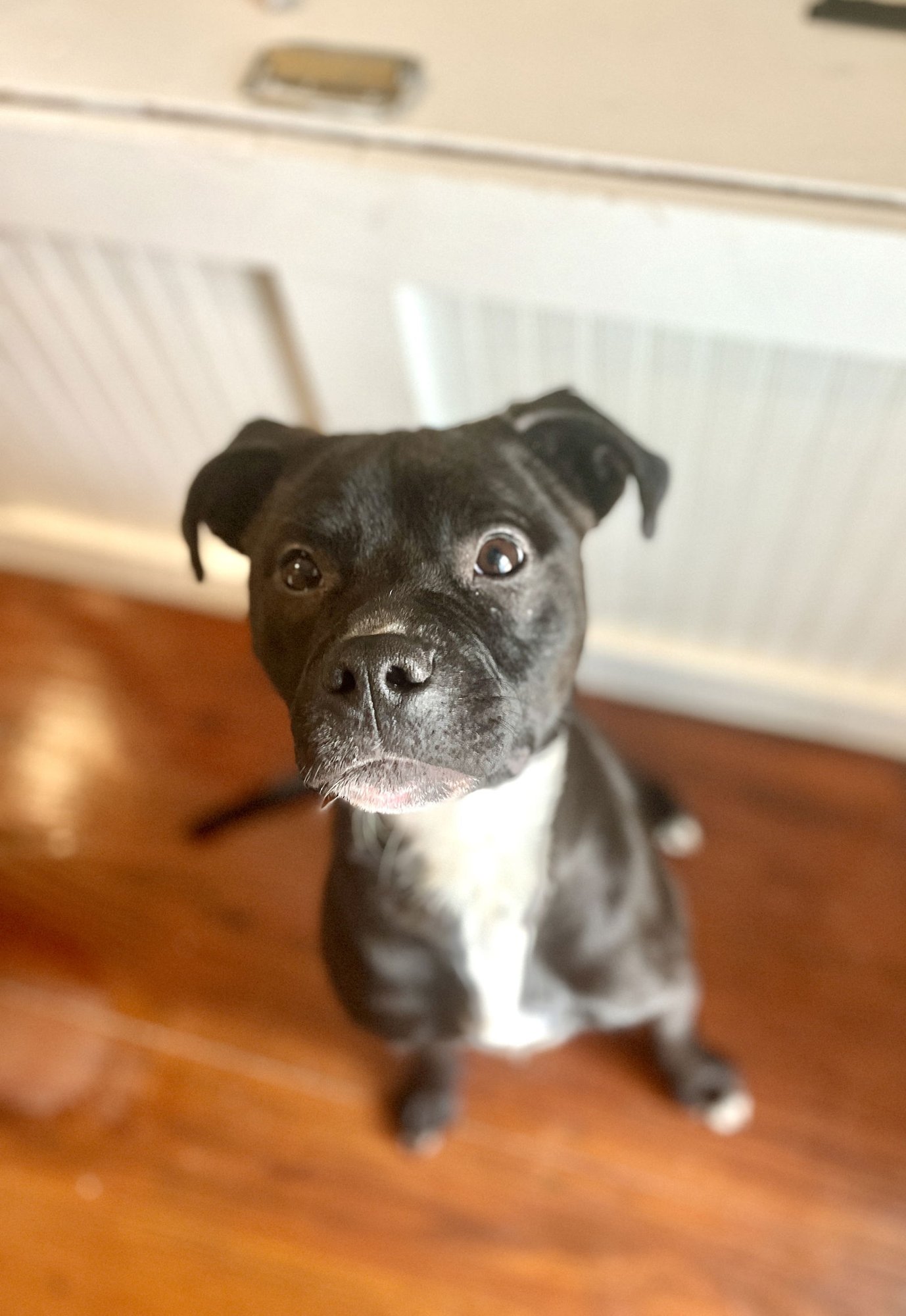 RAELYN - American Staffordshire Terrier / Rottweiler available for adoption