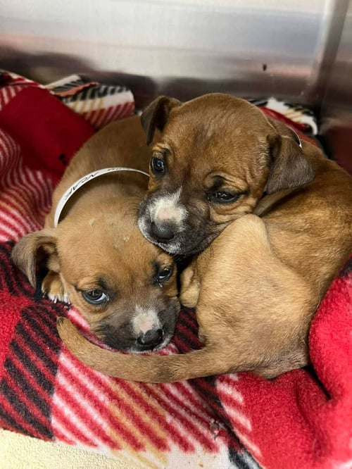 ROXYANNA - Boxer / Labrador Retriever available for adoption