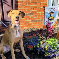 RHODIE - Photo 14