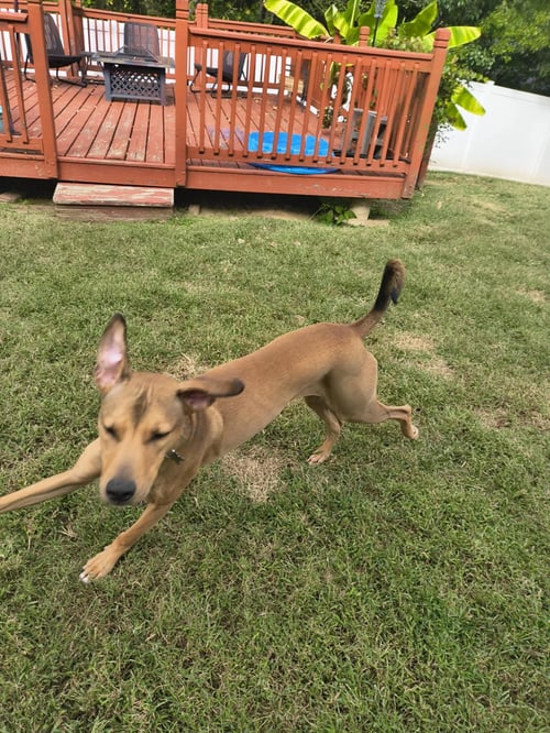 RHODIE - Hound / American Staffordshire Terrier available for adoption