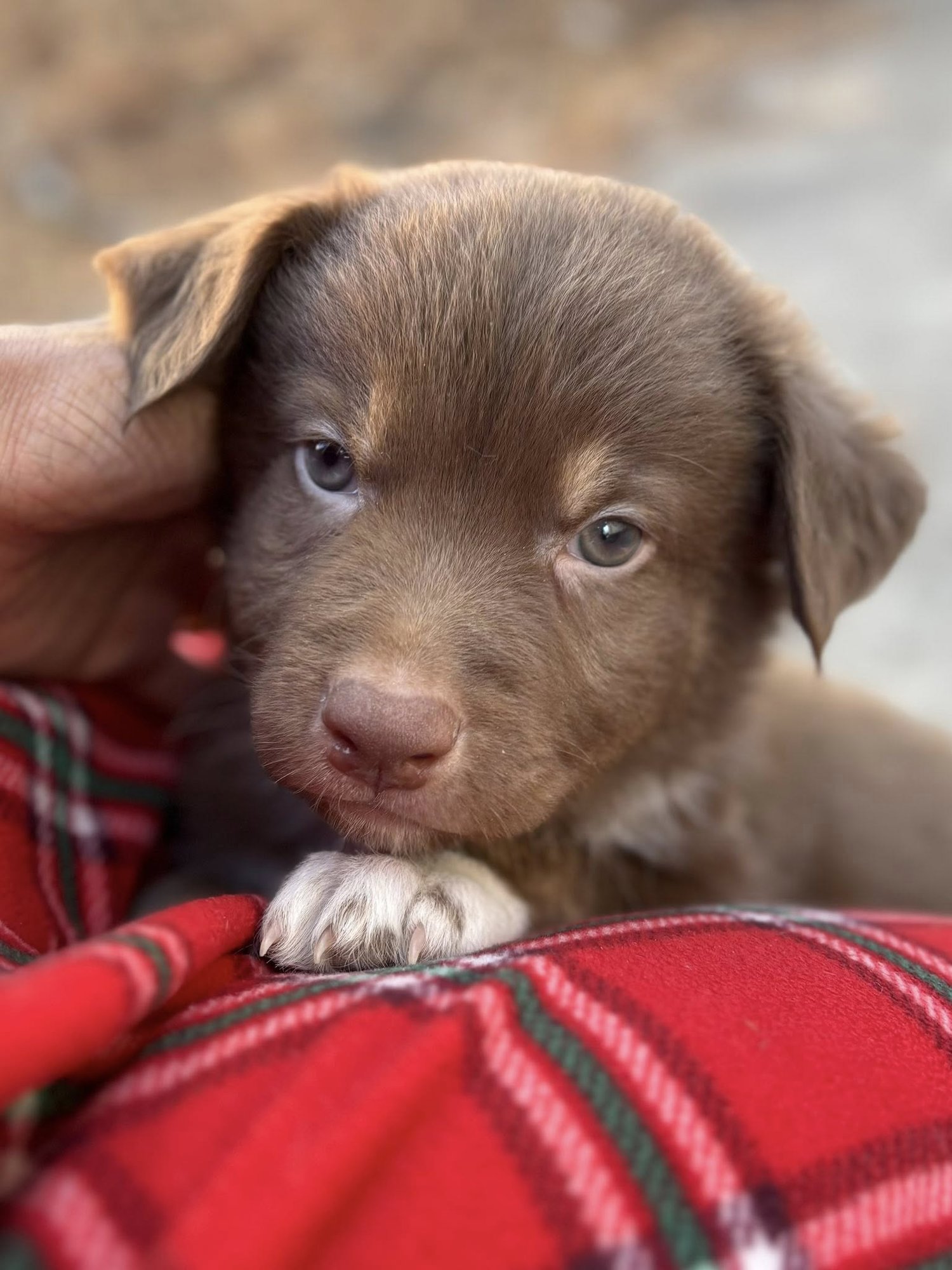 RYE - Border Collie available for adoption