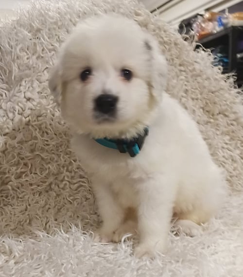 SVEN - DISNEY LITTER - Great Pyrenees / Anatolian Shepherd available for adoption