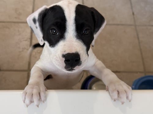 ALMOND JOY  CANDY LITTER (TRIXIE MOM) - Terrier / American Staffordshire Terrier available for adoption
