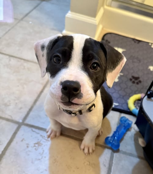 ALMOND JOY  CANDY LITTER (TRIXIE MOM) - Terrier / American Staffordshire Terrier available for adoption