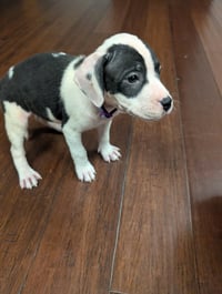 Almond Joy  Candy Litter (Trixie mom) - Photo 1