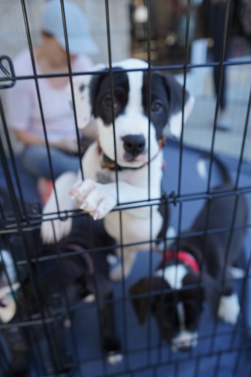 ALMOND JOY  CANDY LITTER (TRIXIE MOM) - Terrier / American Staffordshire Terrier available for adoption
