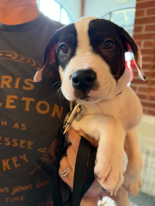 ALMOND JOY  CANDY LITTER (TRIXIE MOM) - Terrier / American Staffordshire Terrier available for adoption