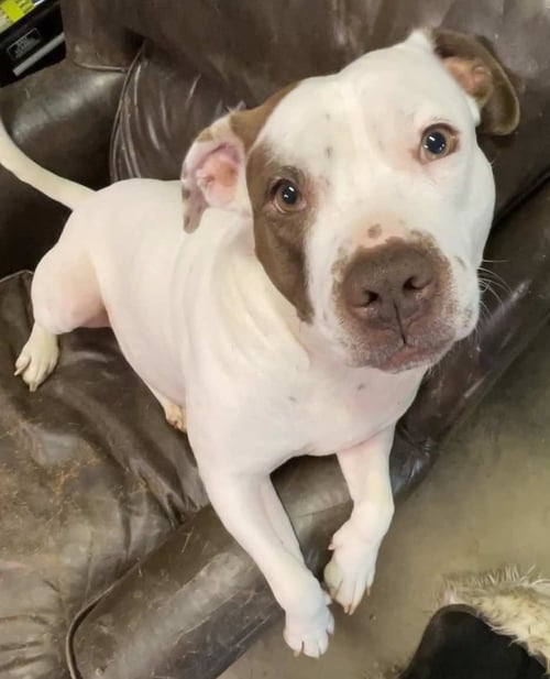JUNO - American Staffordshire Terrier available for adoption