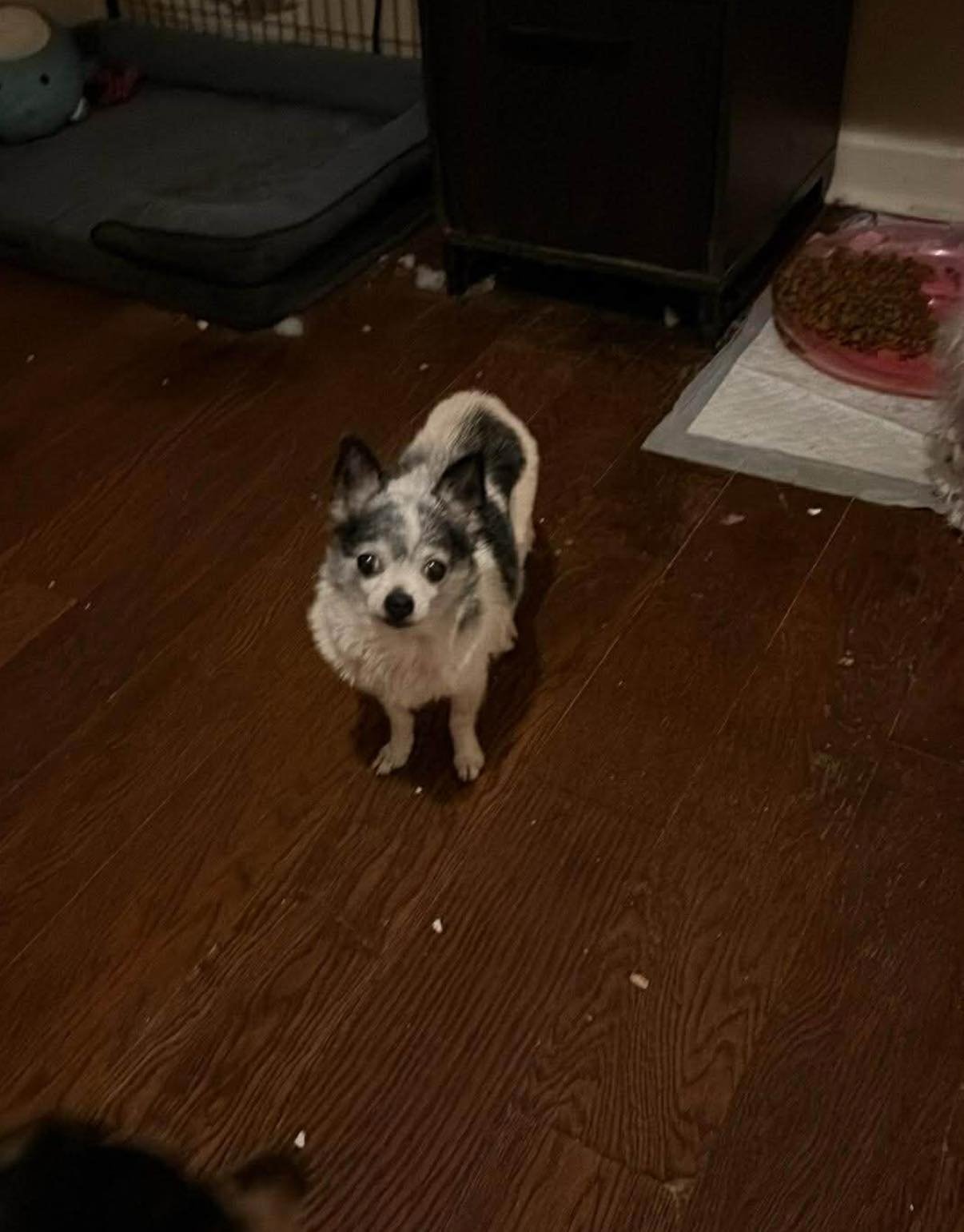 LUCY - Chihuahua available for adoption