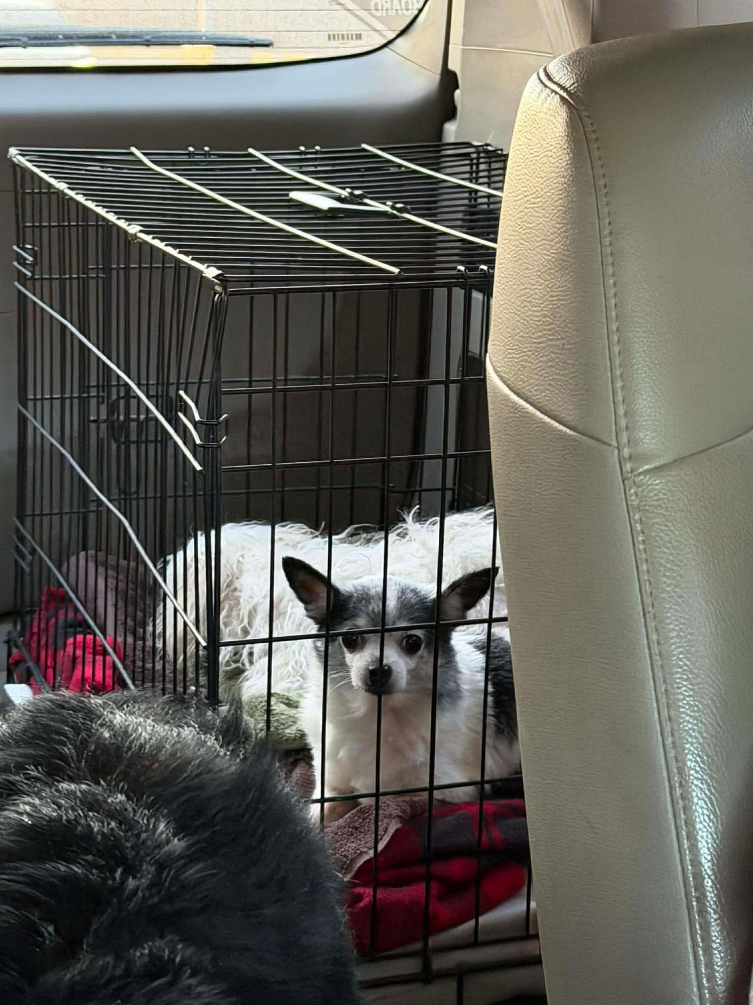 LUCY - Chihuahua available for adoption