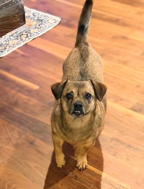 CHRISSY - Chihuahua / Pug available for adoption