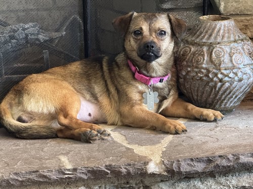 CHRISSY - Chihuahua / Pug available for adoption