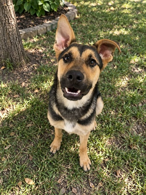 BENNY - Shepherd available for adoption