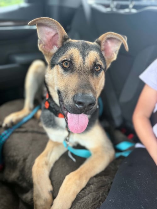 BENNY - Shepherd available for adoption