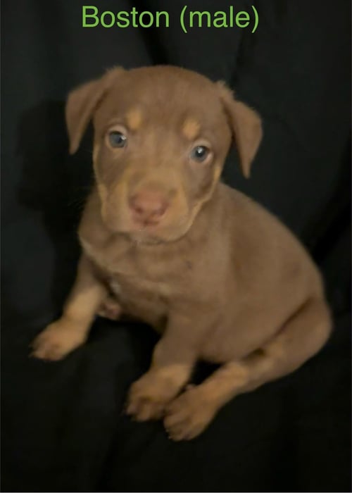 BOSTON - THE CAMPUS CREW LITTER - Labrador Retriever available for adoption