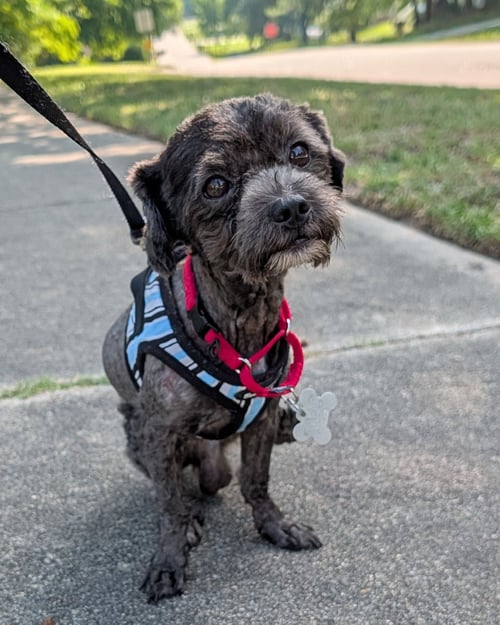 SWEET PEPPER - Maltese / Schnauzer available for adoption