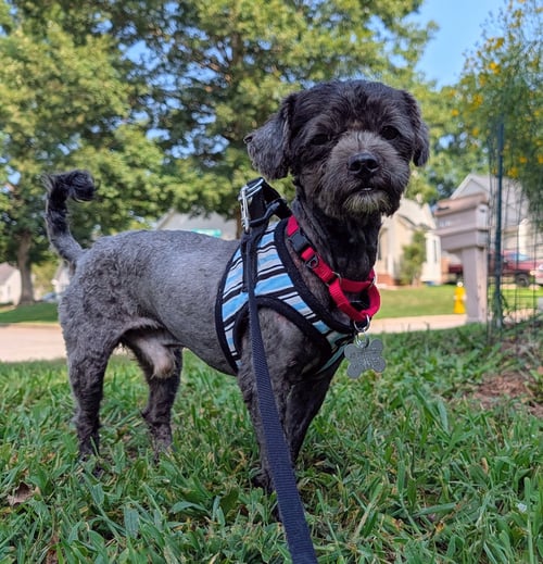 SWEET PEPPER - Maltese / Schnauzer available for adoption