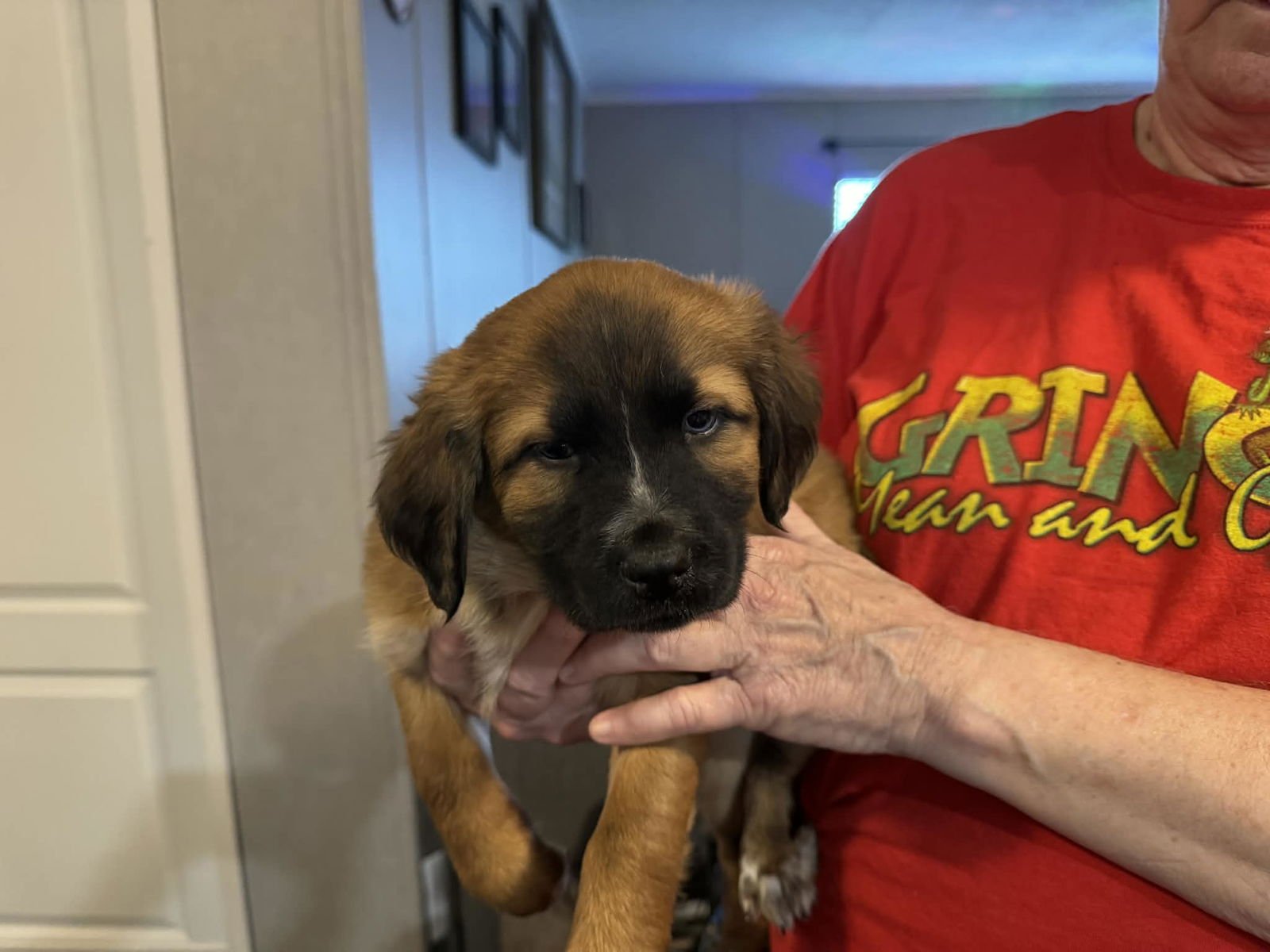 BROWNIE - Shepherd available for adoption