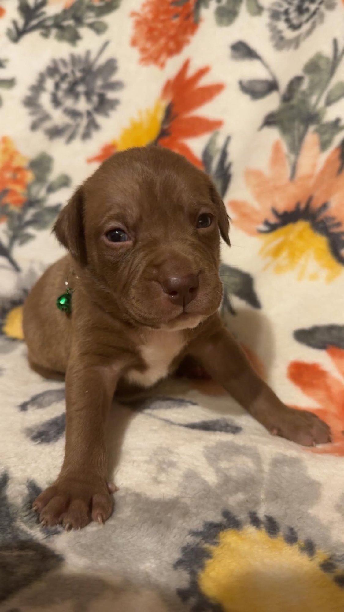 BROWNIE-STELLA'S LITTER - Shepherd / Boxer available for adoption