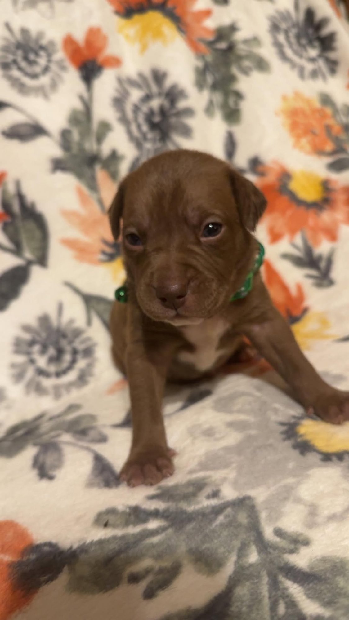 BROWNIE-STELLA'S LITTER - Shepherd / Boxer available for adoption