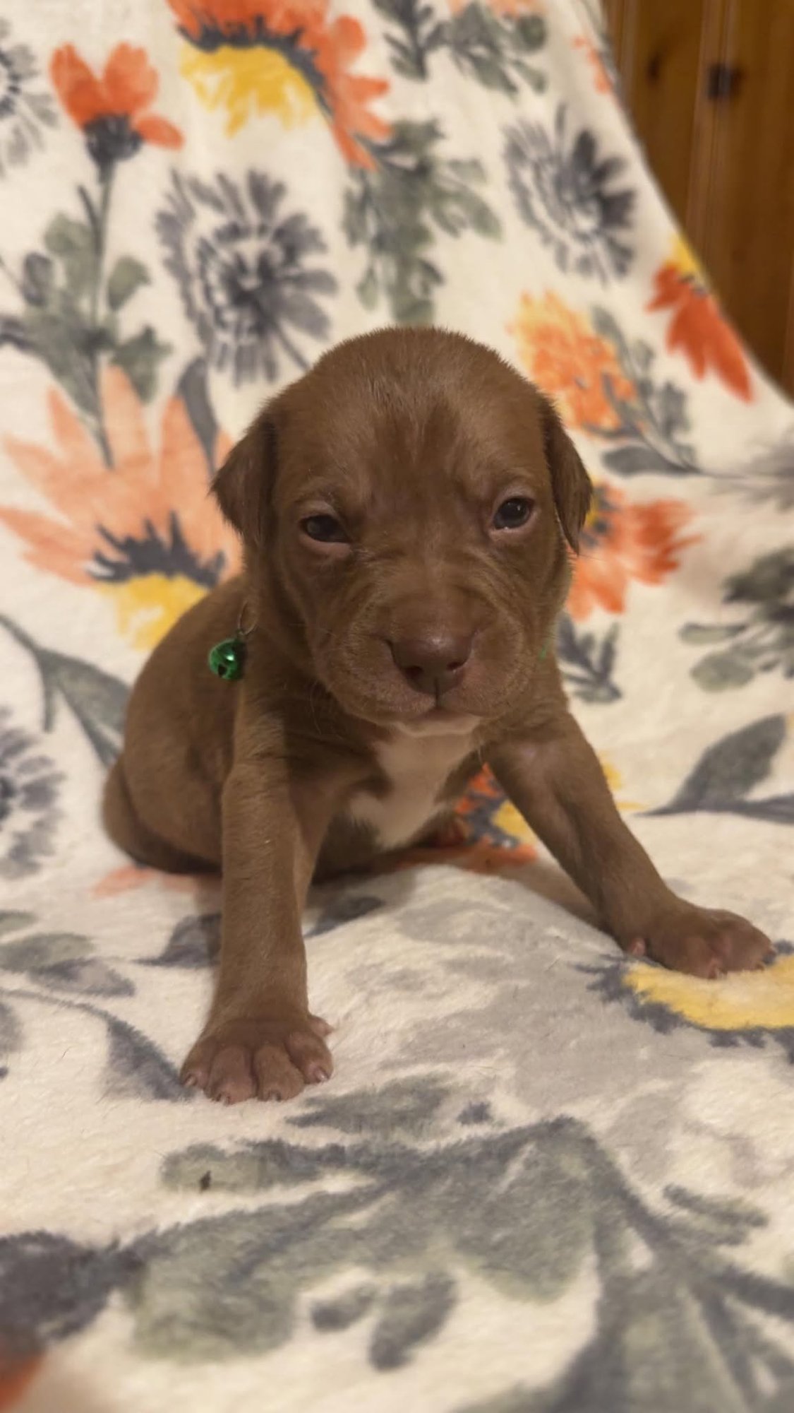 Brownie-Stella's Litter - Photo 3