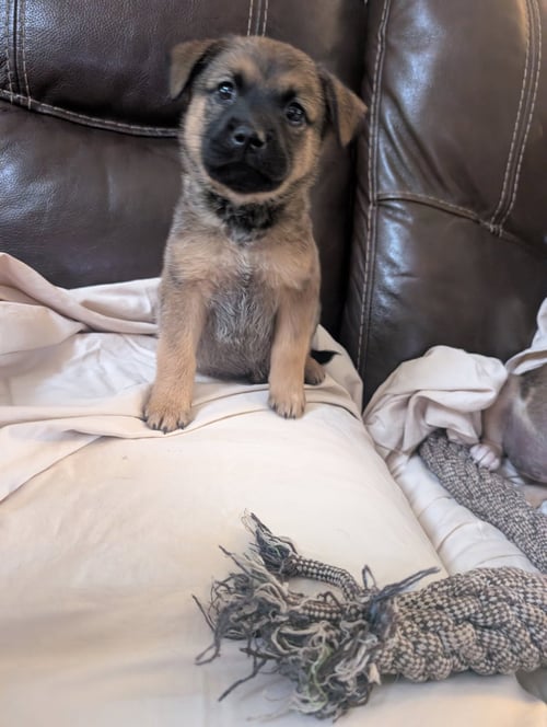 VINCENT - Shepherd / Catahoula Leopard Dog available for adoption