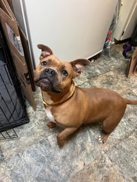 Nugget - Photo 3