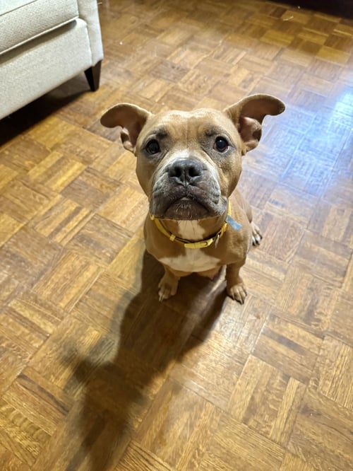 NUGGET - American Staffordshire Terrier / Boxer available for adoption