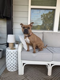 Nugget - Photo 10