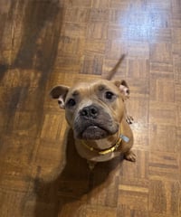 Nugget - Photo 6