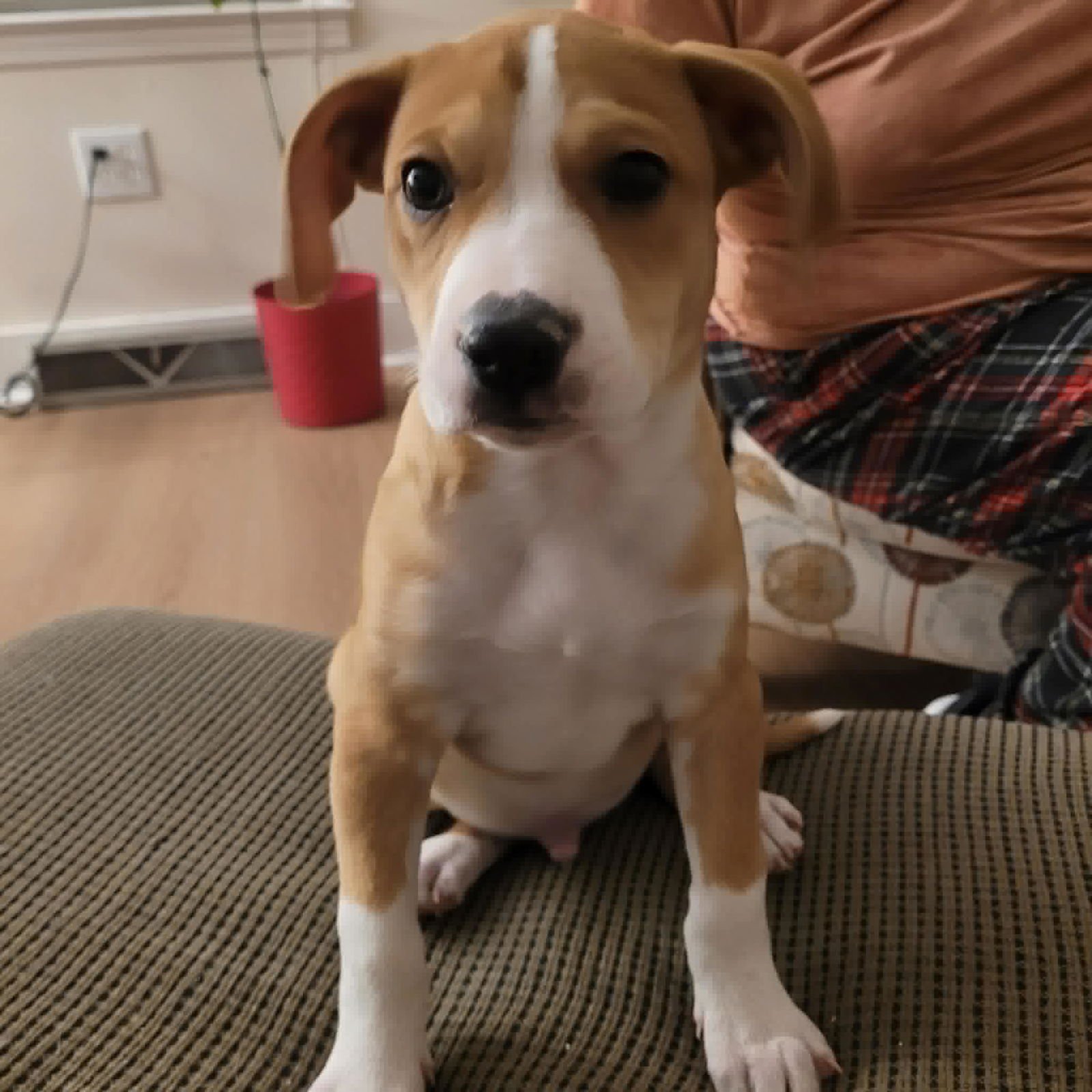 SPECKLE - Terrier / Hound available for adoption