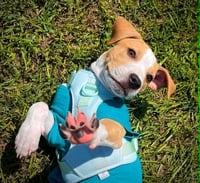 Tater Tot (gravy's litter) - Photo 3
