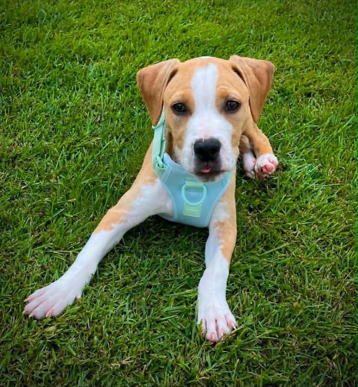 Tater Tot (gravy's litter) Image