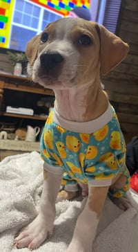 Tater Tot (gravy's litter) - Photo 6