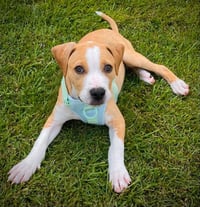 Tater Tot (gravy's litter) - Photo 4