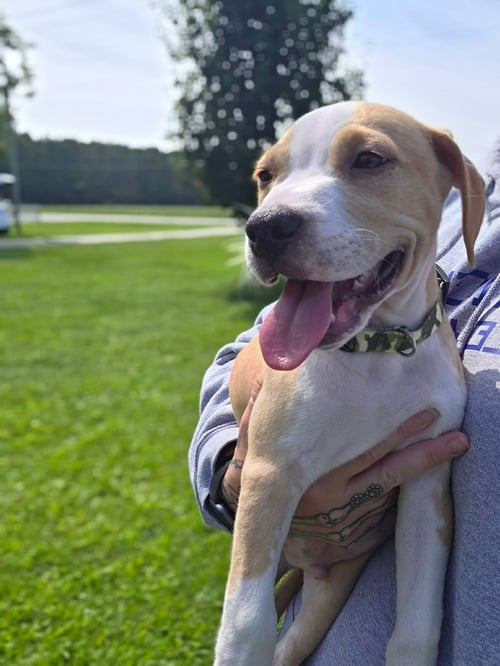 TATER TOT (GRAVY'S LITTER) - Staffordshire Bull Terrier / Hound available for adoption