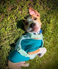 Tater Tot (gravy's litter) - Photo 7