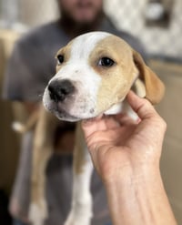 Tater Tot (gravy's litter) - Photo 8