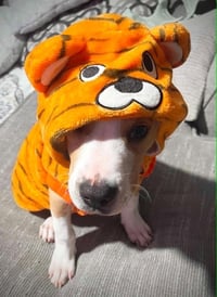 Tater Tot (gravy's litter) - Photo 5