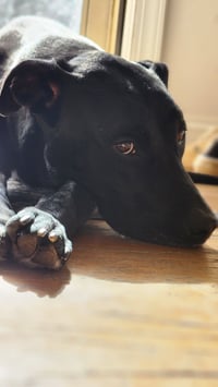 Nova - Photo 9