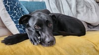 Nova - Photo 11