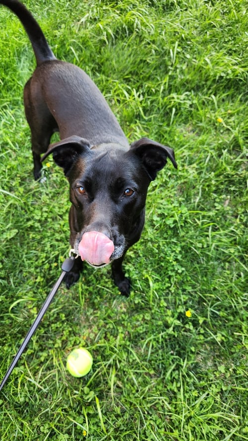 NOVA - Labrador Retriever / American Pit Bull Terrier available for adoption