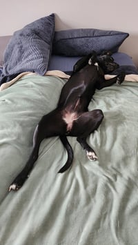 Nova - Photo 7