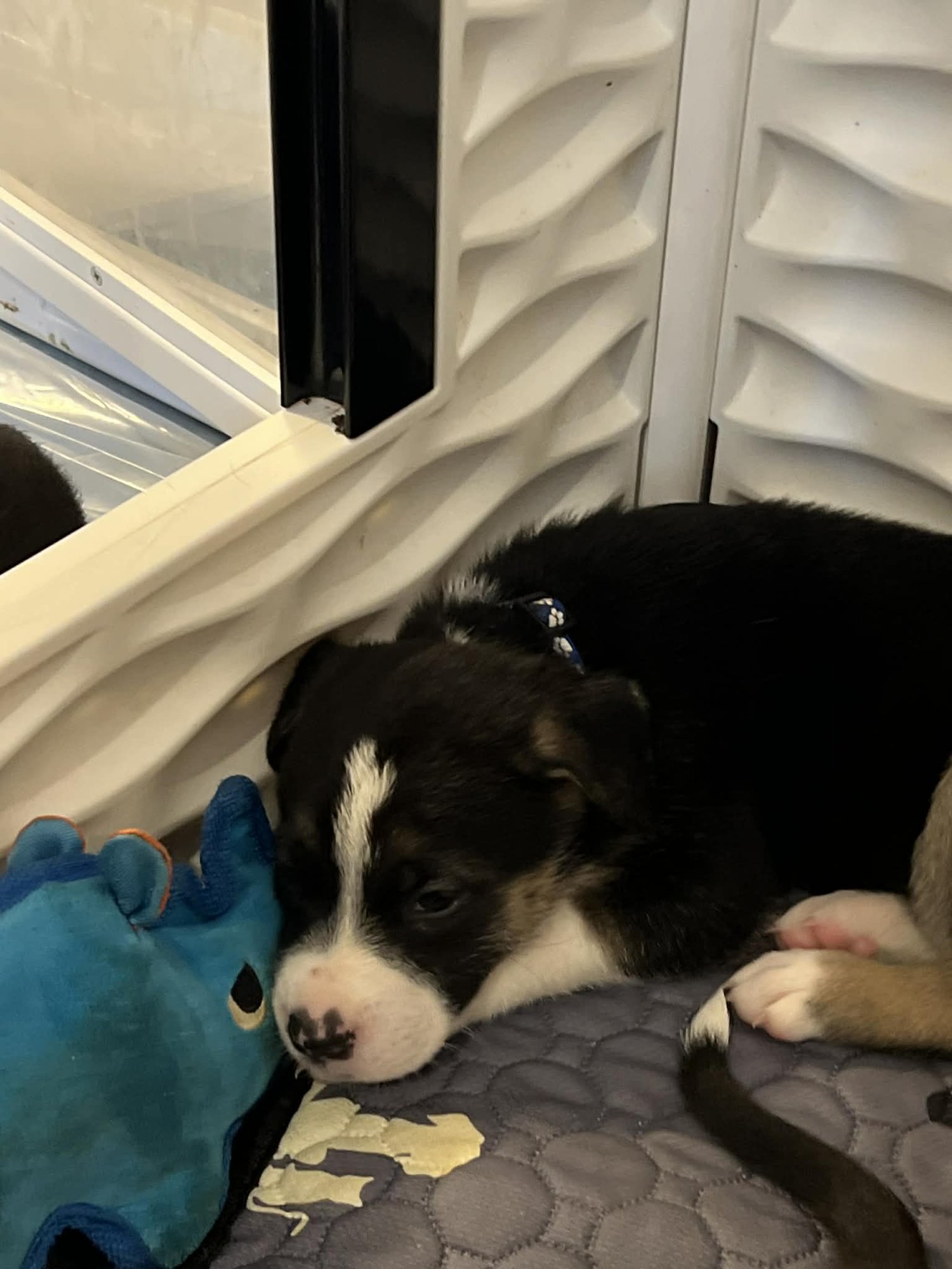 BRIAR - FLOWER POWER LITTER - American Pit Bull Terrier / Labrador Retriever available for adoption